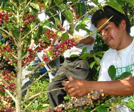 http://www.unionpuebla.mx/sites/default/files/imagecache/v2_660x370/CAFE%20PUEBLA.jpg