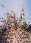 flor.jpg (76955 bytes)
