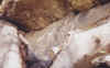 pintrup.jpg (27212 bytes)