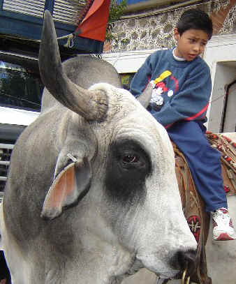 Y uno que otro  viejo buey !!!