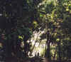 Preciosa selva...