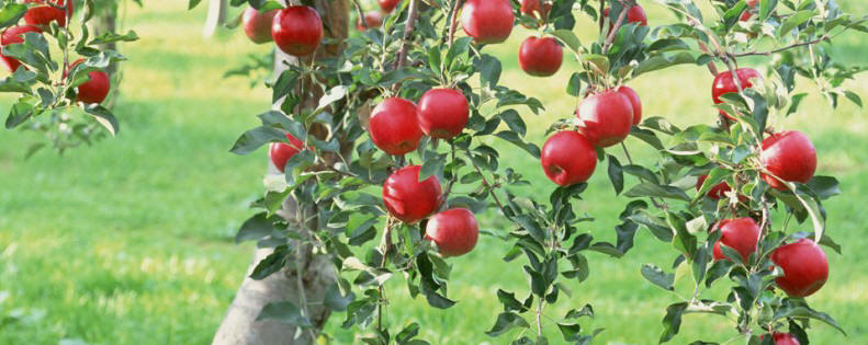 https://www.mccmurcia.org/wp-content/uploads/2016/06/arbol-fruto-845x321.jpg